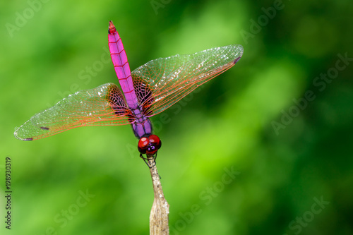 Image of crimson dropwing dragonfly(Male)/Trithemis aurora on nature background. Insect. Animal
