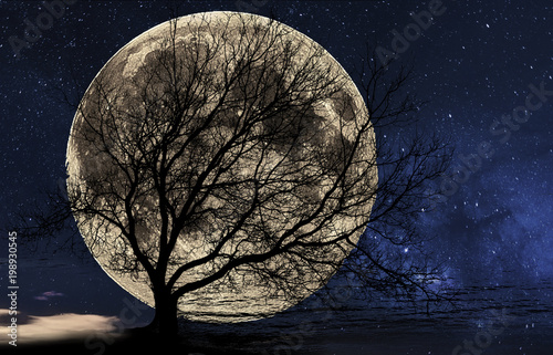 Silhouette of a tree against the big Moon photo