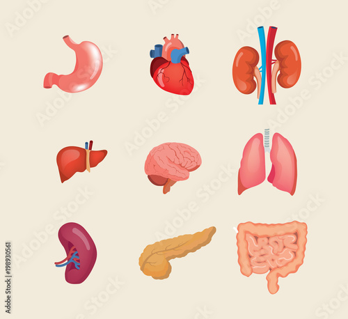 Set realistic human organs. Anatomy body, biology, structure internal organs.