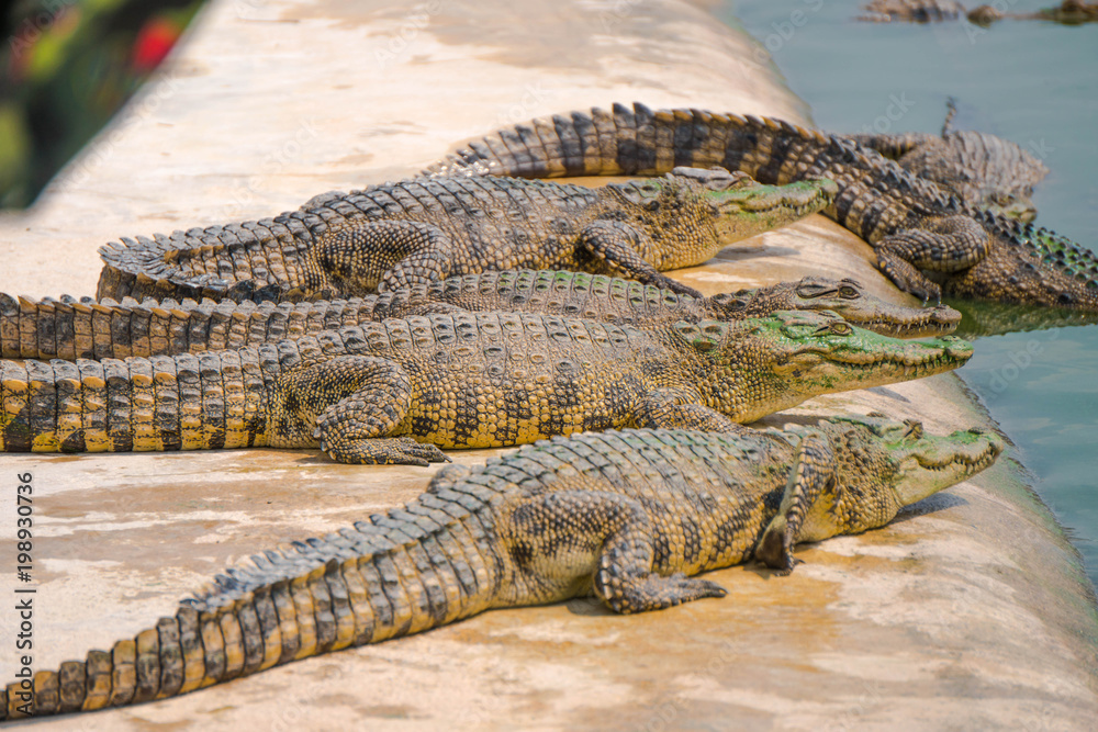 Crocodile in the farm is eating fresh food. Crocodile in the farm is eating fresh food.