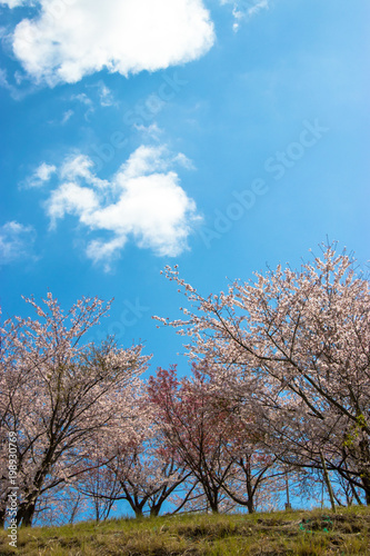 Cherry blossom of Nagara dam in Chiba prefecture