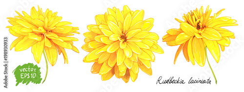 Set of three flowers of Rudbeckia Laciniata, also called Golden Ball isolated on a white background. Hand drawn sketch.     