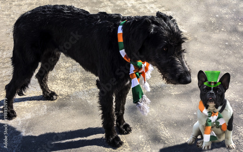 Black Irish wolfhound in an Irish flag scarf meets a French bulldog photo