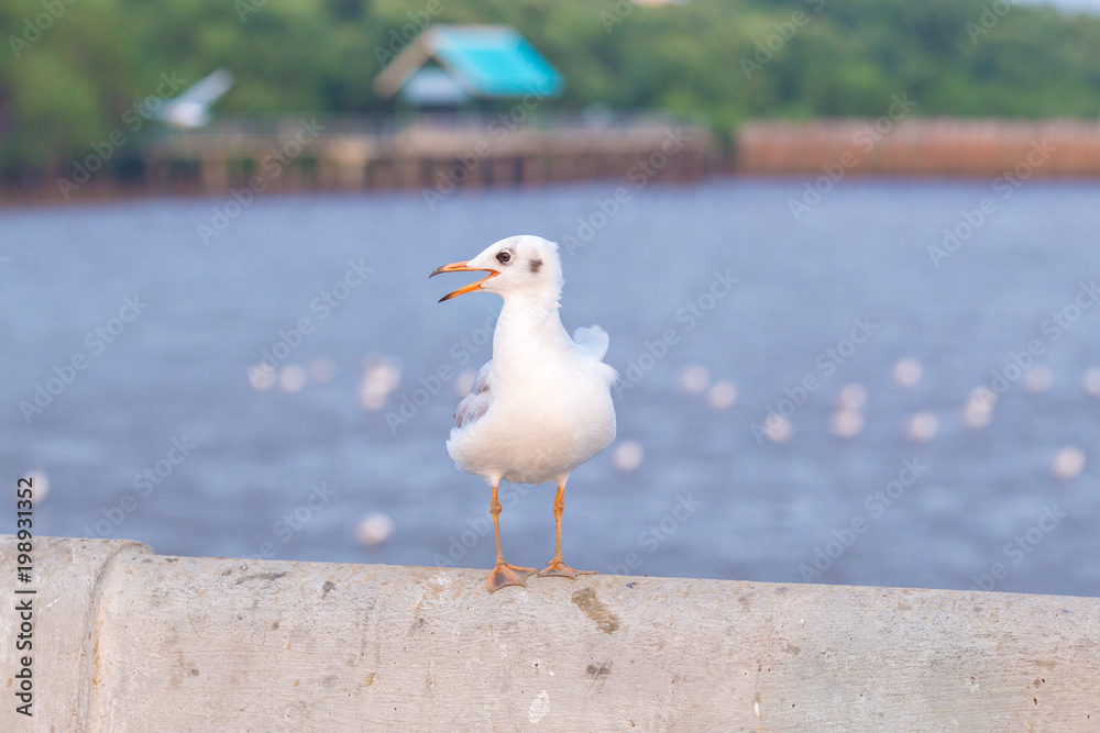 Obraz premium Seagull standing on a bridge,