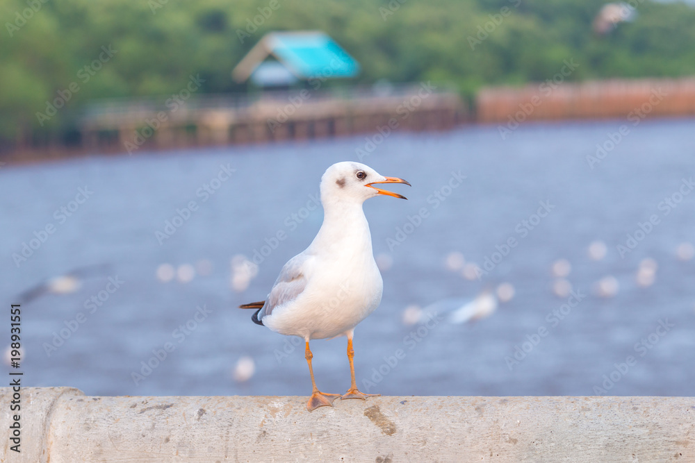 Seagull standing on a bridge, background, flocks of seagulls flying. Seagull standing on a bridge, background, flocks of seagulls flying.