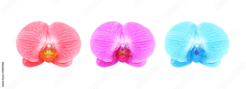 orchid isolated on white orchid isolated on white