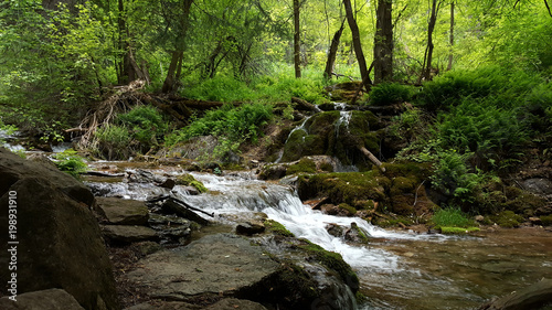 Stream in the Woods