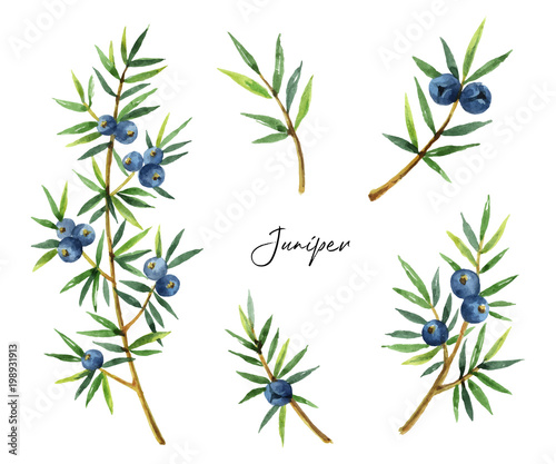 Watercolor set plants juniper isolated on white background.