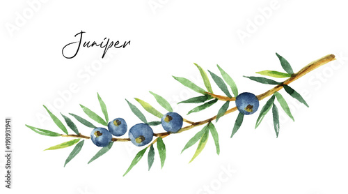 Watercolor plants juniper isolated on white background.
