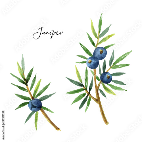 Watercolor set plants juniper isolated on white background.