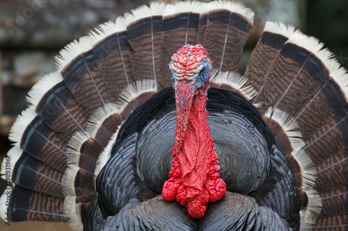 Bronze turkey in the farm in Belize