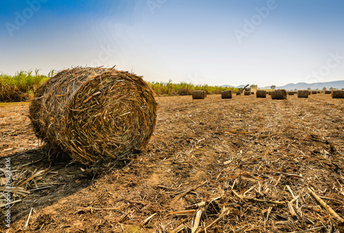 Sugarcane harvesting in Thailand