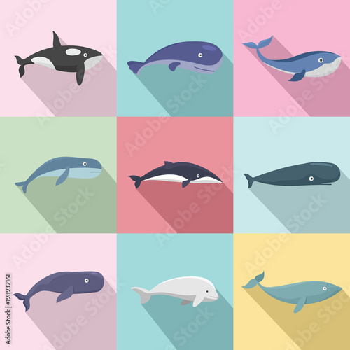Whale blue tale fish icons set. Flat illustration of 9 whale blue tale fish vector icons for web