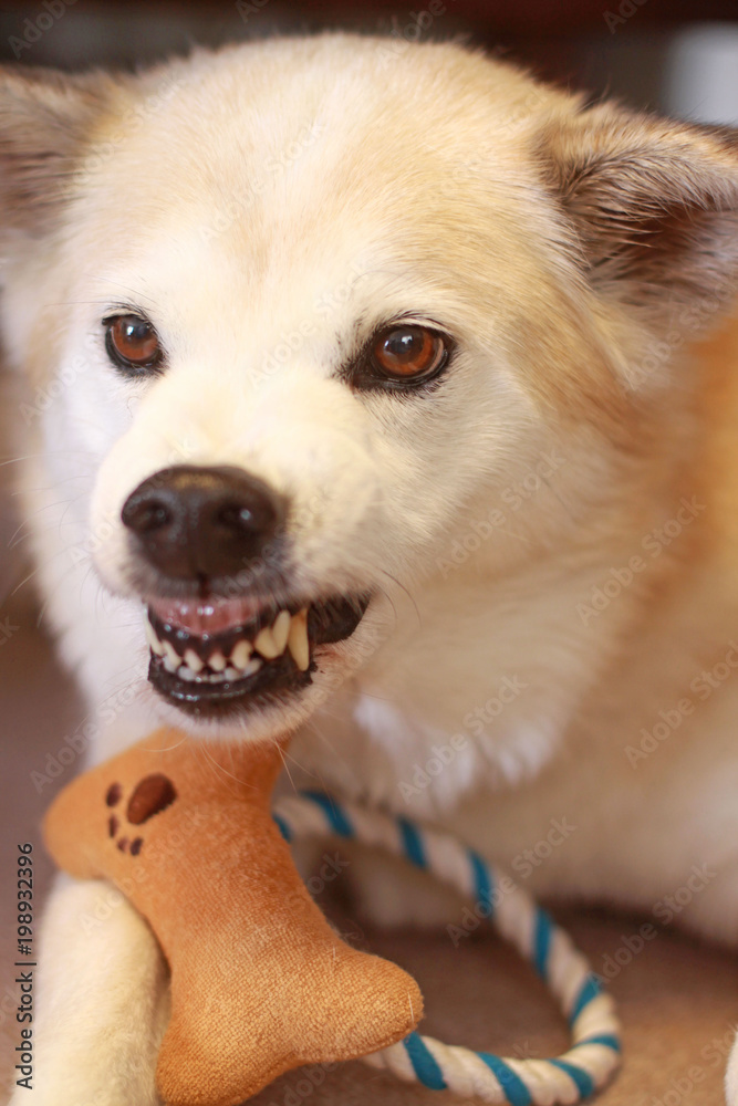 おもちゃを取られそうになり怒る犬 Stock 写真 Adobe Stock