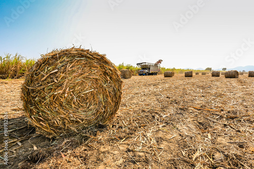 Sugarcane harvesting in Thailand