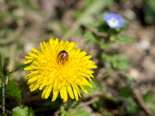 Yellow dandelion flowers in the garden