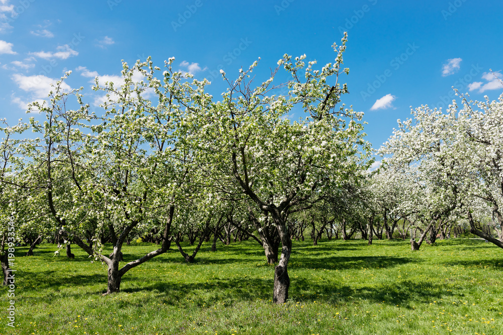 Beautiful blooming of decorative white apple and fruit trees . Beautiful blooming of decorative white apple and fruit trees .