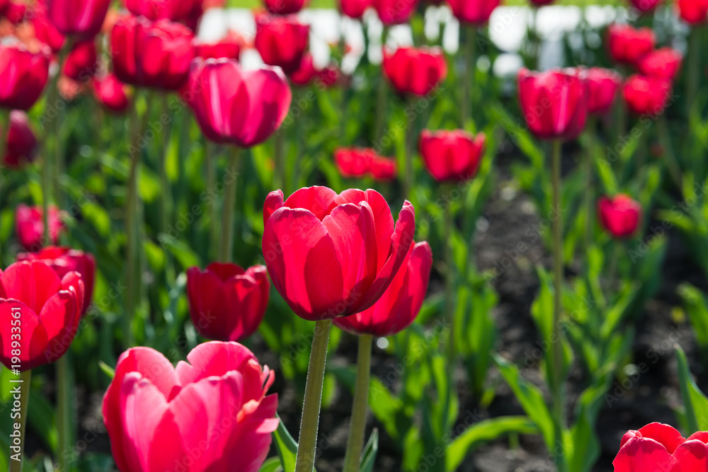 beautiful pink tulips beautiful pink tulips