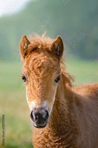 A chestnut colored Shetland pony foal portrait