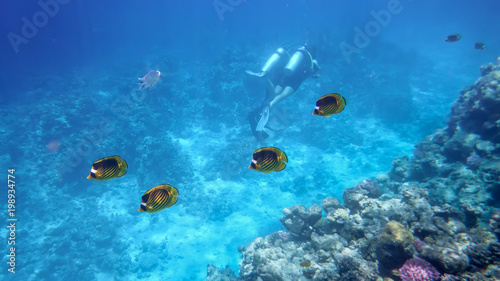 underwater world of the Red Sea  butterfly fish  corals  underwater divers diving in the background