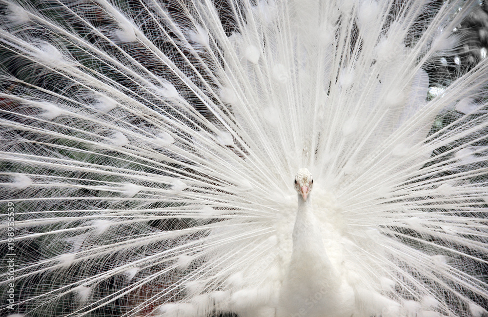 Obraz premium Close-up of white male peacock