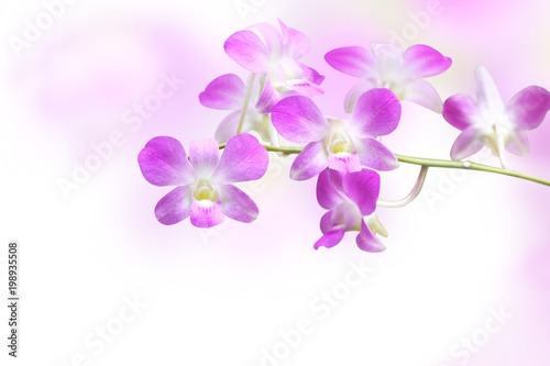 Fototapeta Naklejka Na Ścianę i Meble -  Blurred background with flowers of orchid