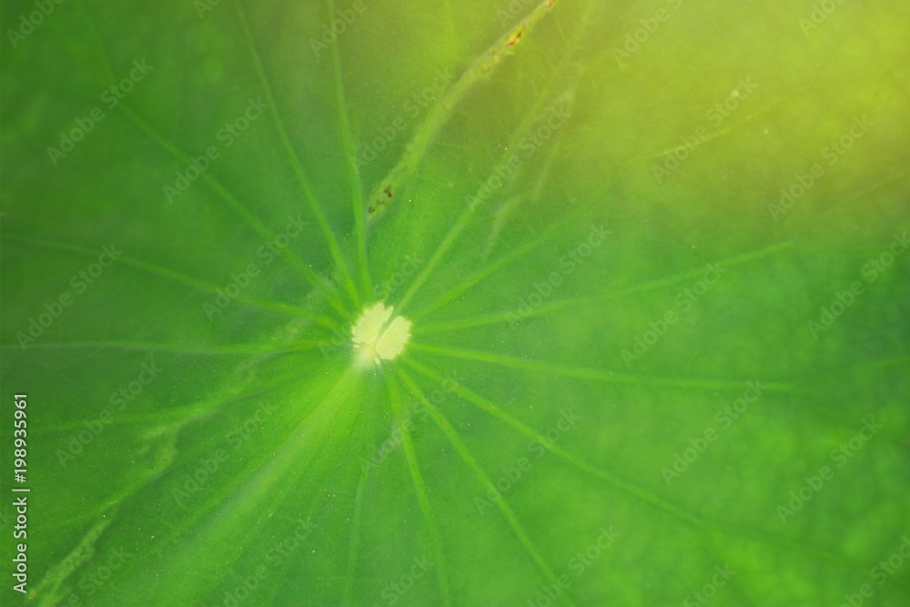Lotus leaf in nature Lotus leaf in nature