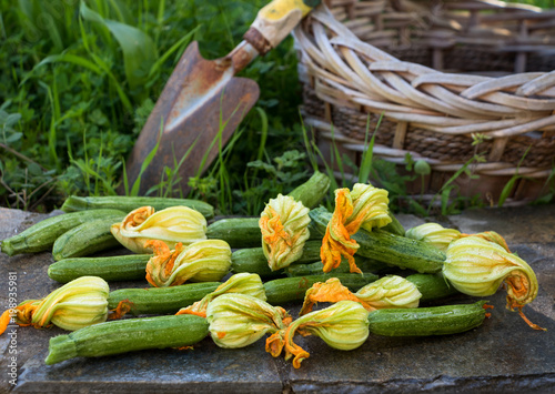 Frisch geerntete Zucchini mit Blüten werden in einen Korb gelegt