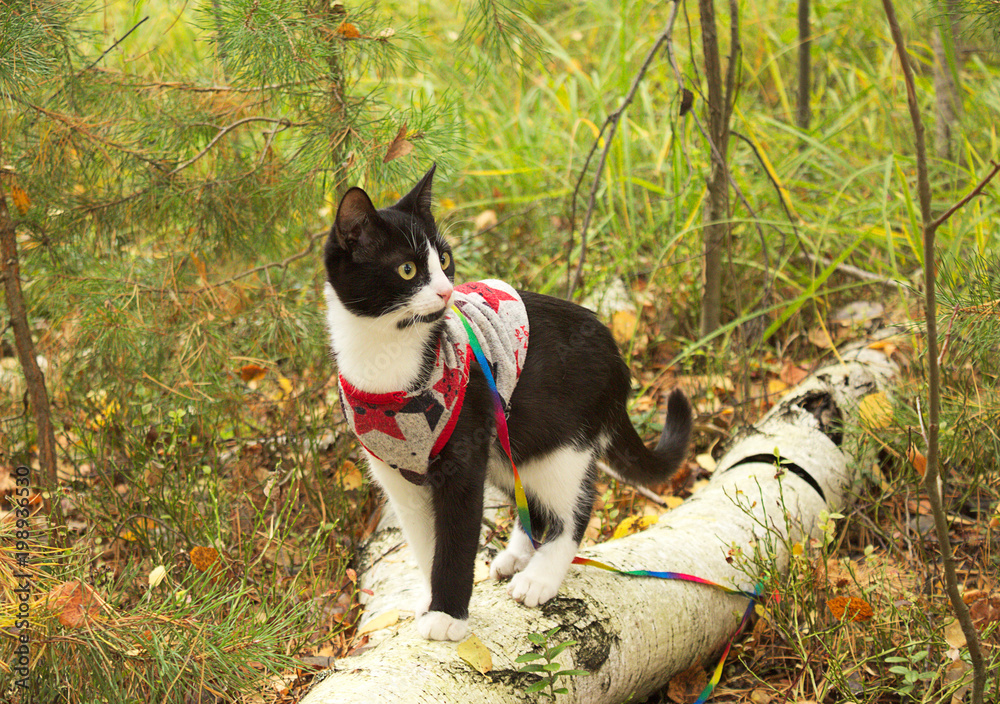 A domestic cat in clothes, walks along a birch log in an autumn forest. A domestic cat in clothes, walks along a birch log in an autumn forest.