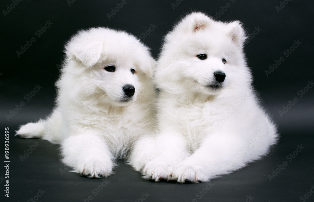 puppies of Samoed dog