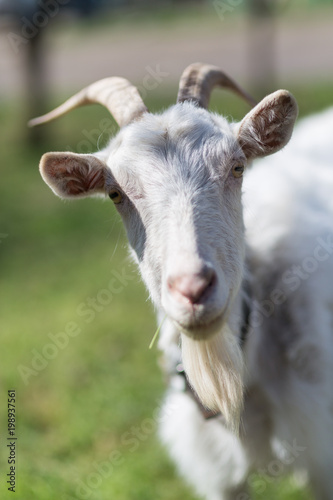 Goats graze in the village