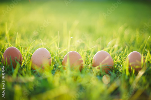row of eggs on green grass with sun light.