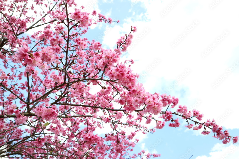 Cherry Blossom or Pink Sakura flower on blue sky background of Thailand Cherry Blossom or Pink Sakura flower on blue sky background of Thailand