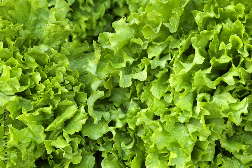 Pile of fresh organic letucce heads. Harvest heap of freshly cut green salad leaves at local farmers market. Clean eating concept. Healthy vegeterian dietary food. Background, close up, top view. Pile of fresh organic letucce heads. Harvest heap of freshly cut green salad leaves at local farmers market. Clean eating concept. Healthy vegeterian dietary food. Background, close up, top view.