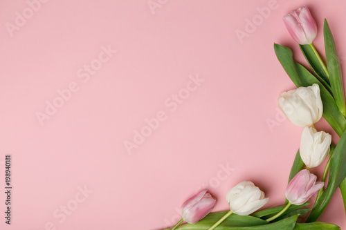 Fototapeta Naklejka Na Ścianę i Meble -  Tender spring tulips isolated on pink