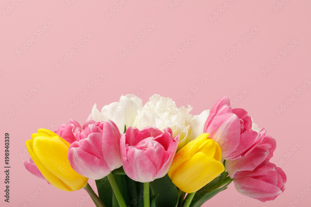 Tender blooming colorful tulips isolated on pink background