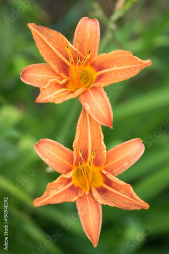Lovely orange lilies