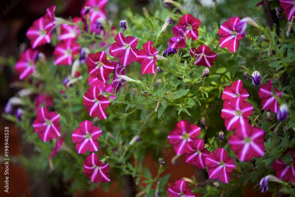 Fototapeta premium Beautiful pink open flowers in a pot on the street. The soft sunlight.