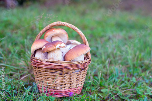 a mushrooms, Boletus edulis, in basket on the meadow