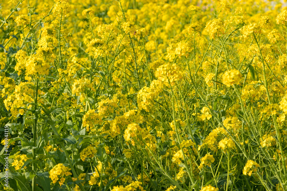 春の代名詞 菜の花 春の代名詞 菜の花