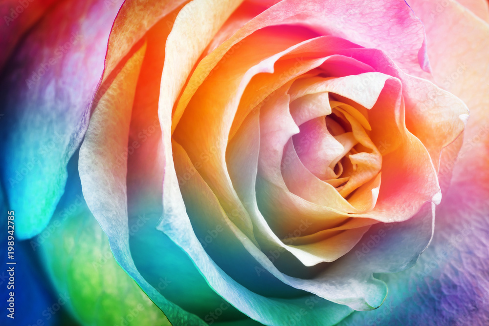 Beautiful multicolor roses flower for floral background - obrazy, fototapety, plakaty 