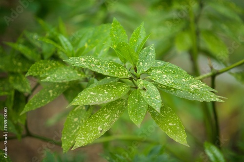 Plants in the wild. Branch with the leaves of the plant in the spring