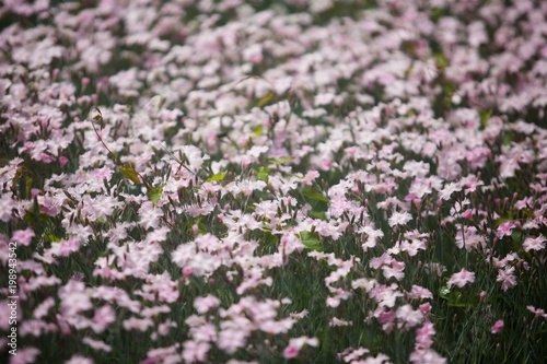 Flowering plant in nature. Cultural carnations flowers in the Park