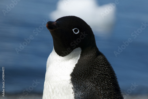 Brown Bluff Antarctica  close up of adelie penguin 