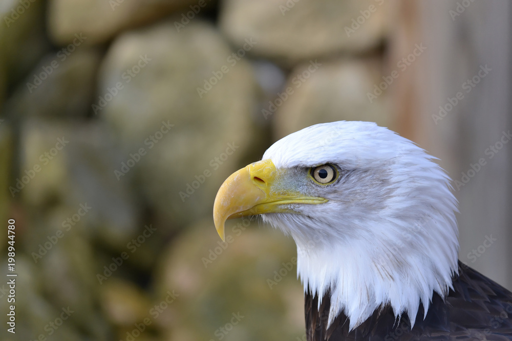 Fototapeta premium Eagle Close Up 