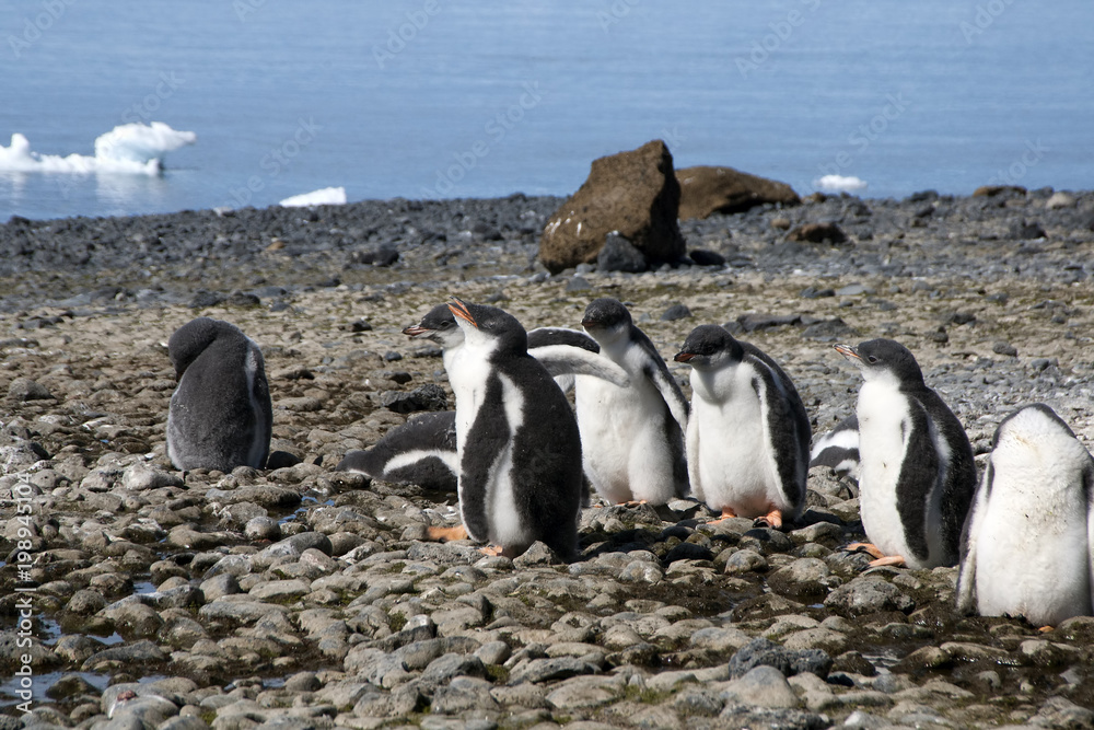 Obraz premium Brown Bluff Antarctica, gentoo fledglings on beach