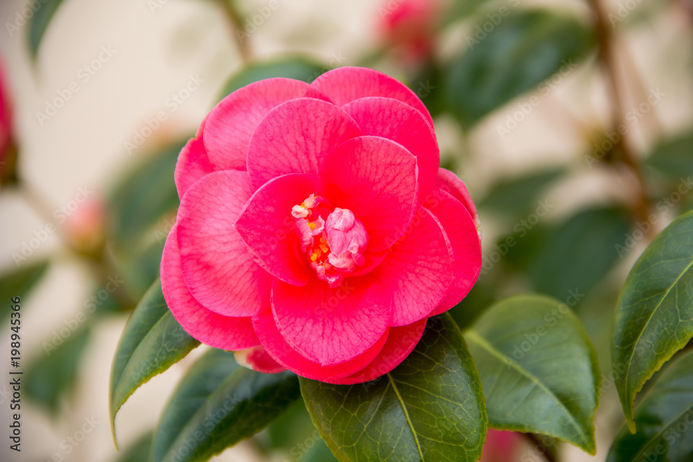 Obraz premium fiore di camelia