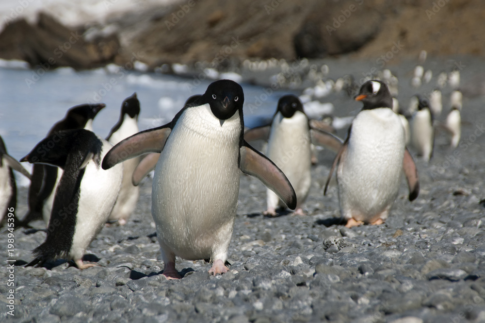 Naklejka premium Brown Bluff Antarctica, adelie penguin running along beach