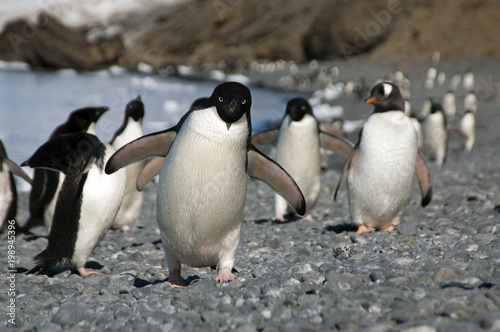 Brown Bluff Antarctica  adelie penguin running along beach