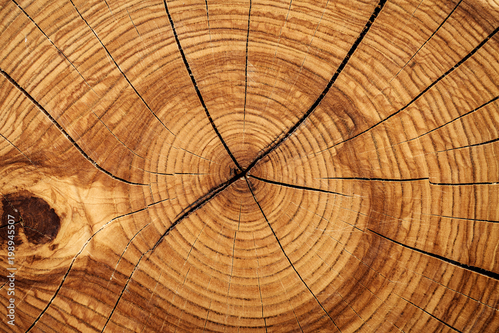 Fototapeta premium Wood texture grunge background